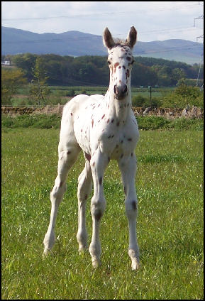 Xcalibur Knabstrupper foal