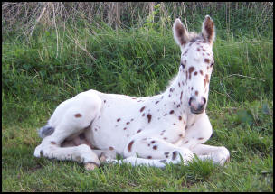 Blacklaw Xcalibur Knabstrupper colt