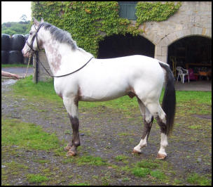 Xhogun Middelsom Knabstrupper stallion