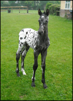 Knabstrupper colt foal