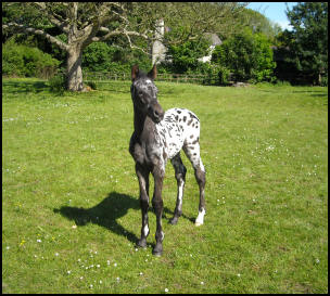 Knabstrupper colt foal