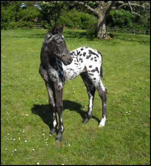 Knabstrupper colt foal