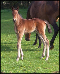 Knabstrupper foal