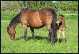 Knabstrupper foal