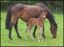 Knabstrupper foal