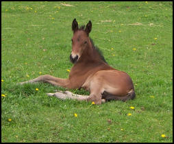 Knabstrupper foal