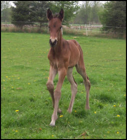 Knabstrupper foal