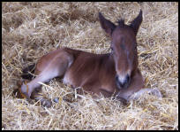 Xing Xing Knabstrupper  filly