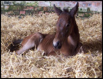 Knabstrupper foal