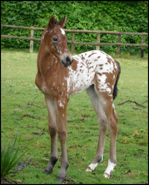 Knabstrupper filly