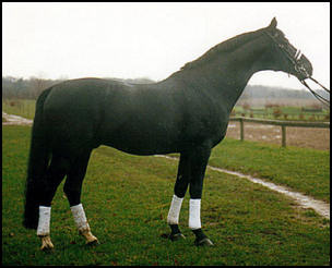 Trakehner stallion