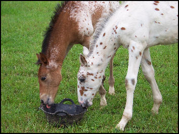 Trying Mum's food