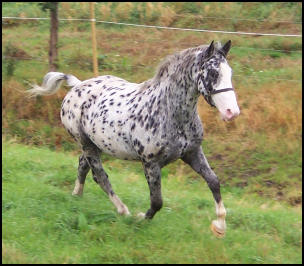 Pinocchio Knabstrupper stallion