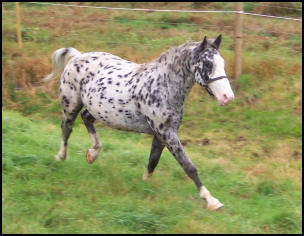 Pinocchio Knabstrupper stallion