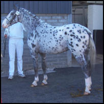 Pinocchio Knabstrupper stallion