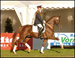 Quaterback Hanoverian stallion