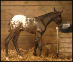 Knabstrupper filly