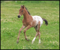 Blacklaw Vice Versa Knabstrupper filly