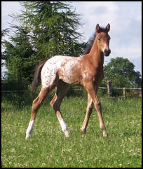 Blacklaw Vice Versa Knabstrupper filly