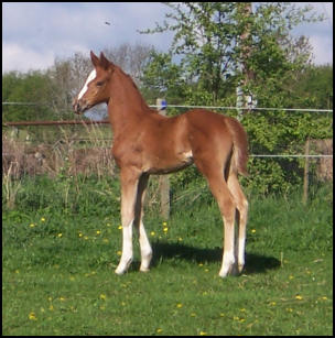 Quaterback x Weltmeyer filly foal