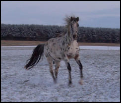 horses in snow