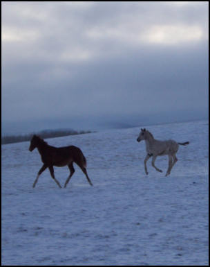 horses in snow