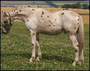Xcalibur as a yearling