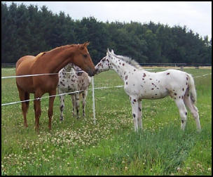 Xcalibur as a foal