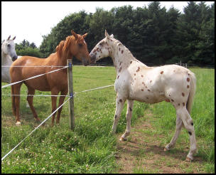 Xcalibur as a yearling