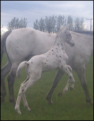 Xcalibur enjoying a misty morning