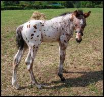 Knabstrupper colt foal