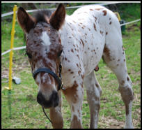 Knabstrupper colt foal